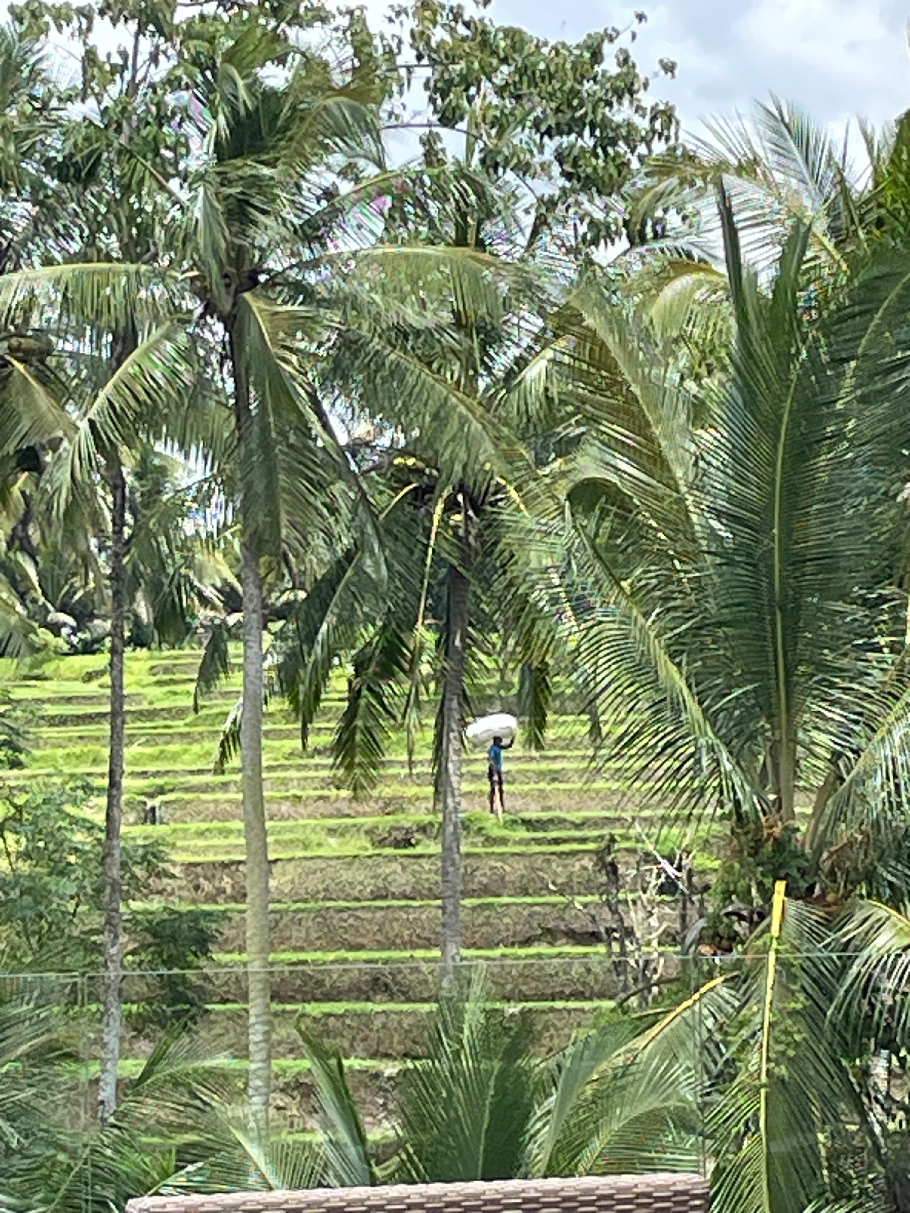 View of rice terrace from pool area