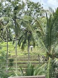 View of rice terrace from pool area