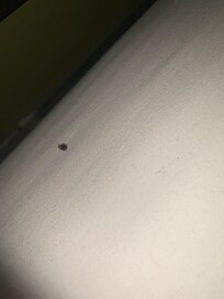 bed bug