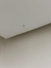 Spiders