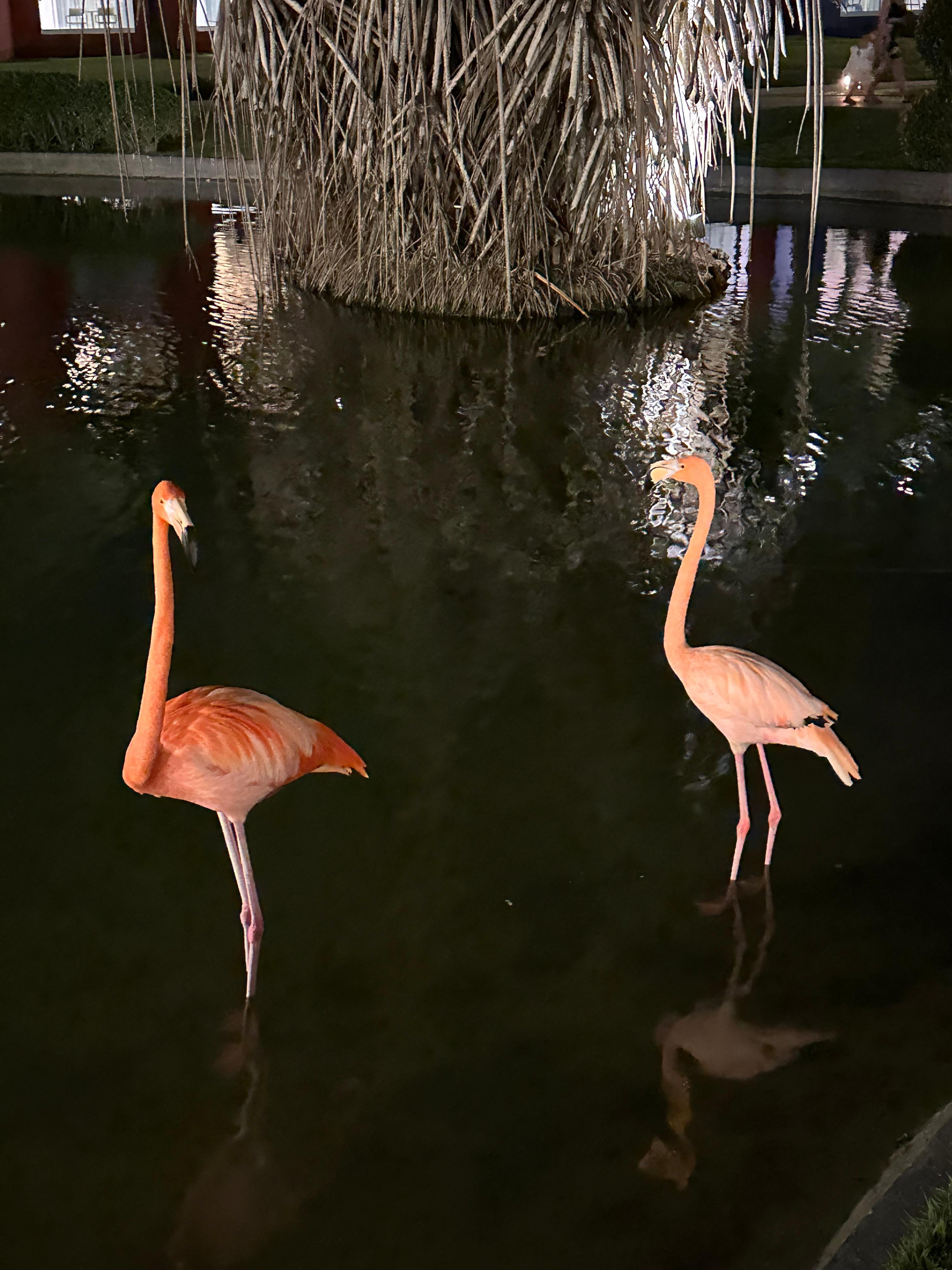 Lago (Flamingos)