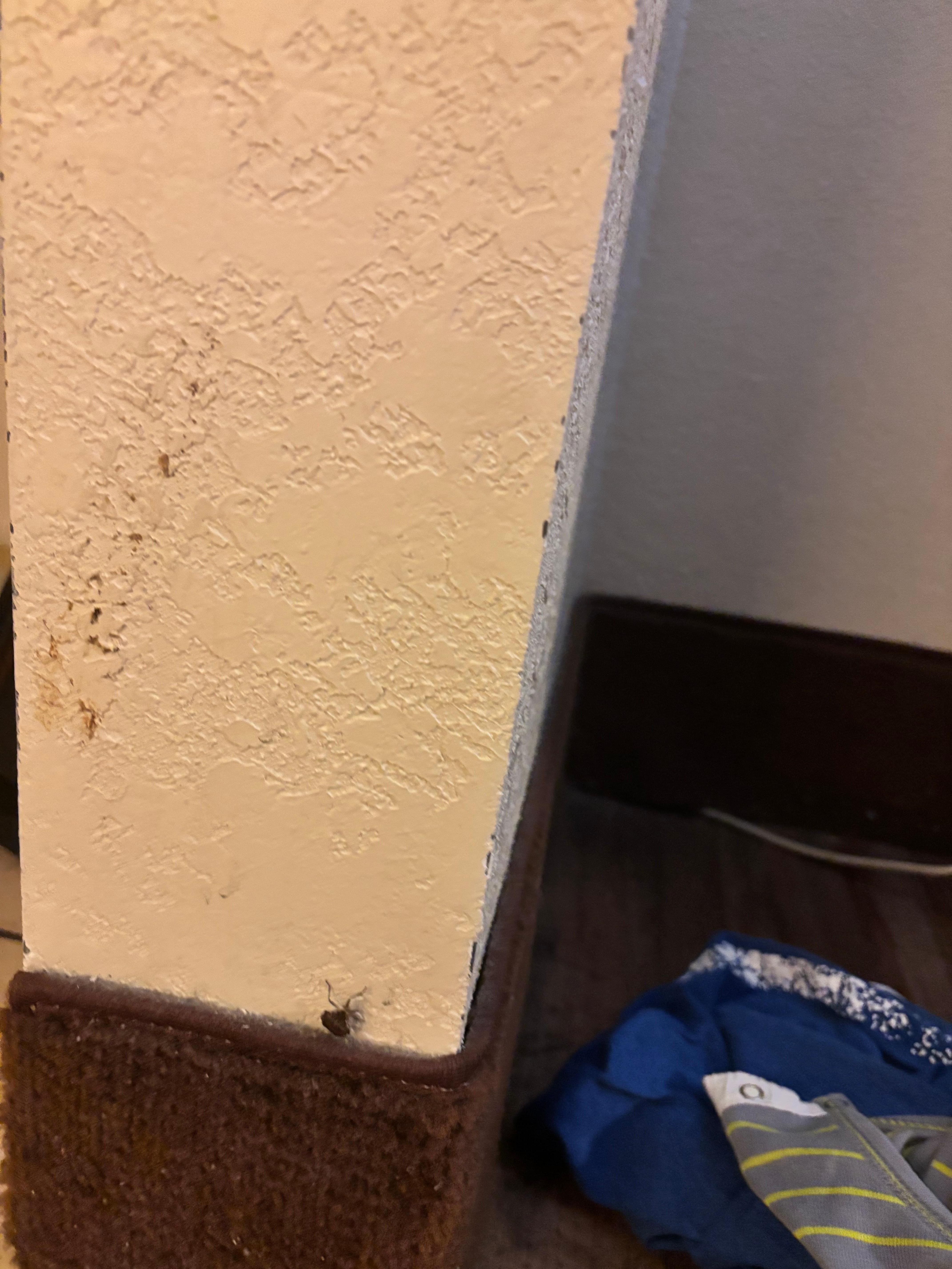 Dead bug smear with another bug on the wall