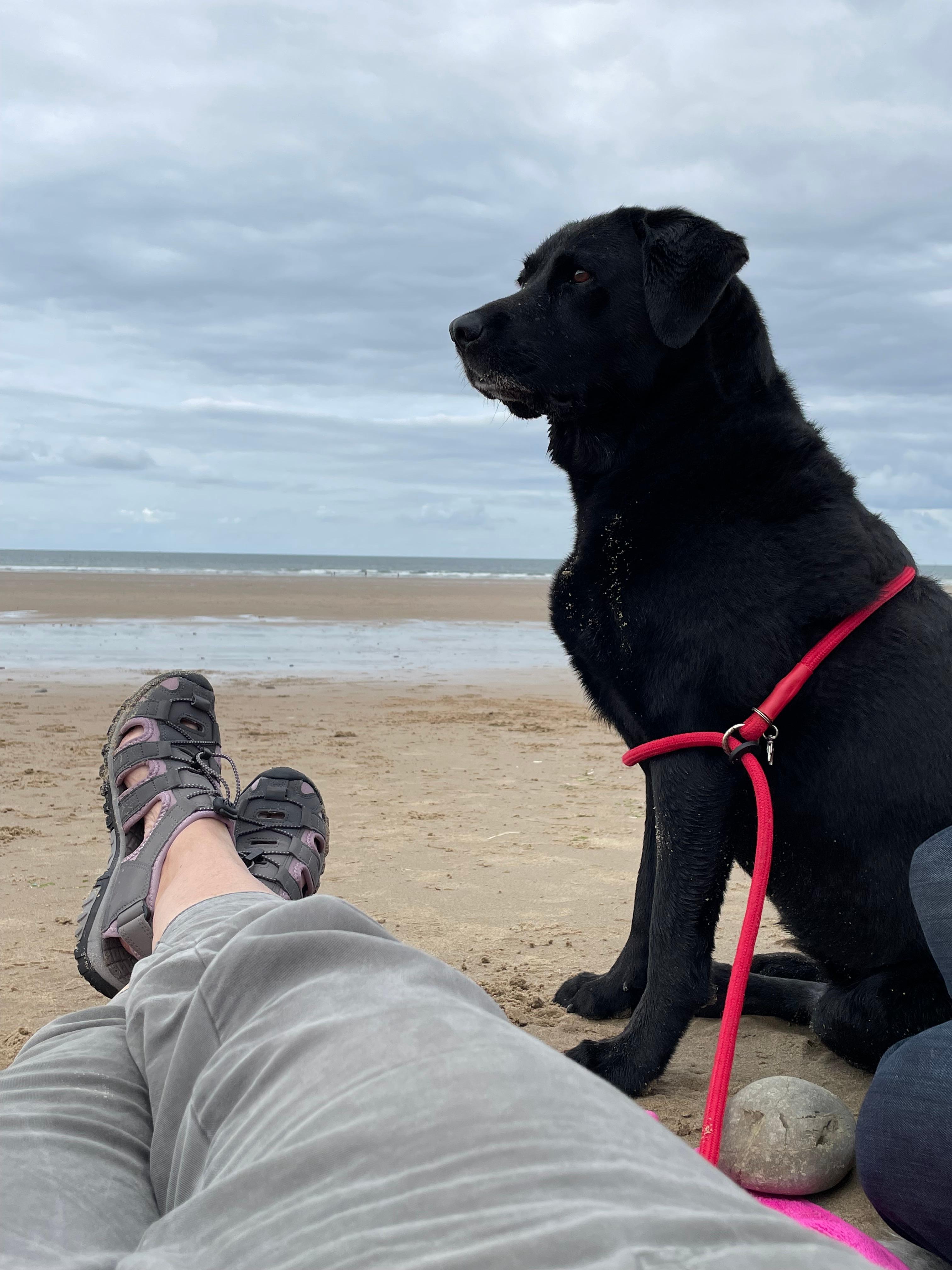 Think I’ll wait for the tide to come in 🤔🐾