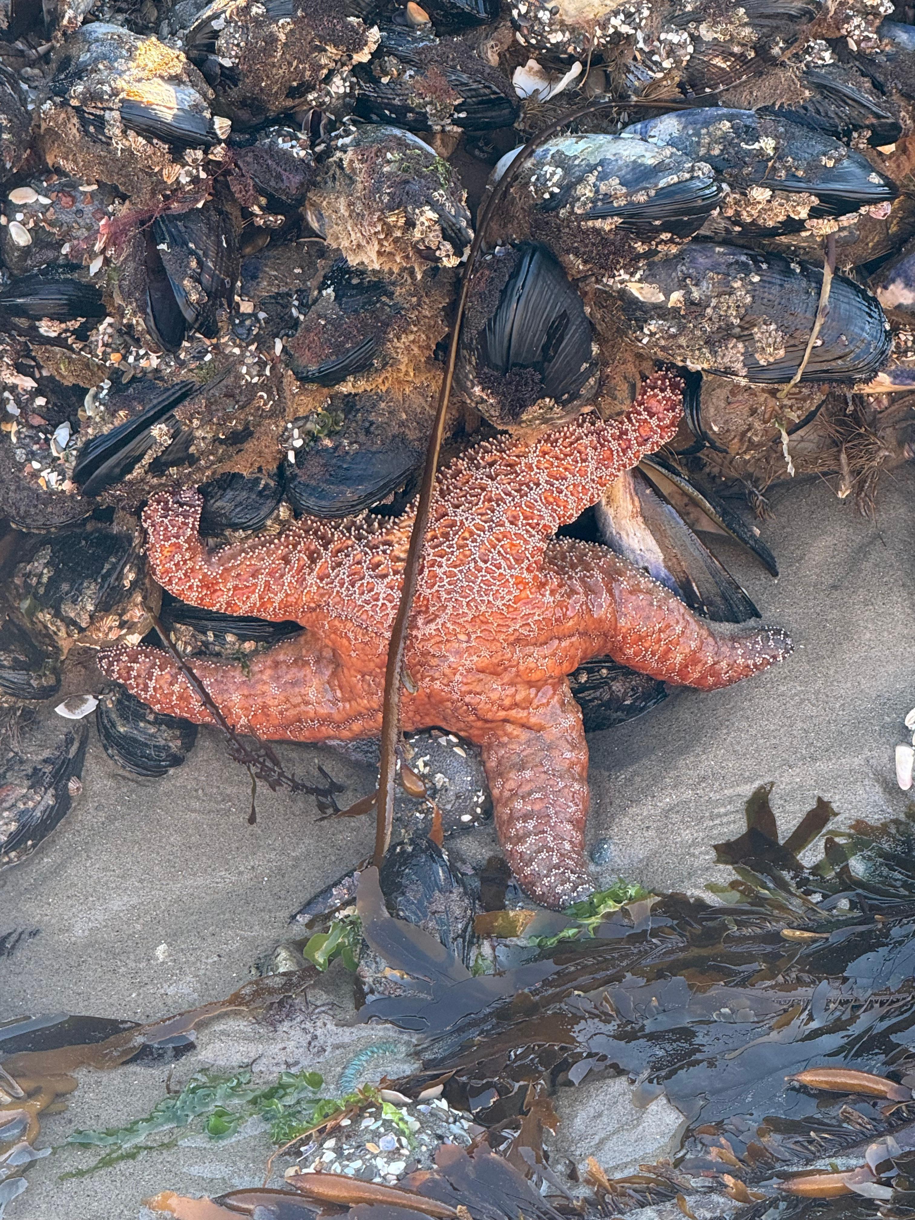 Giant Starfish on the beach at low tide. 