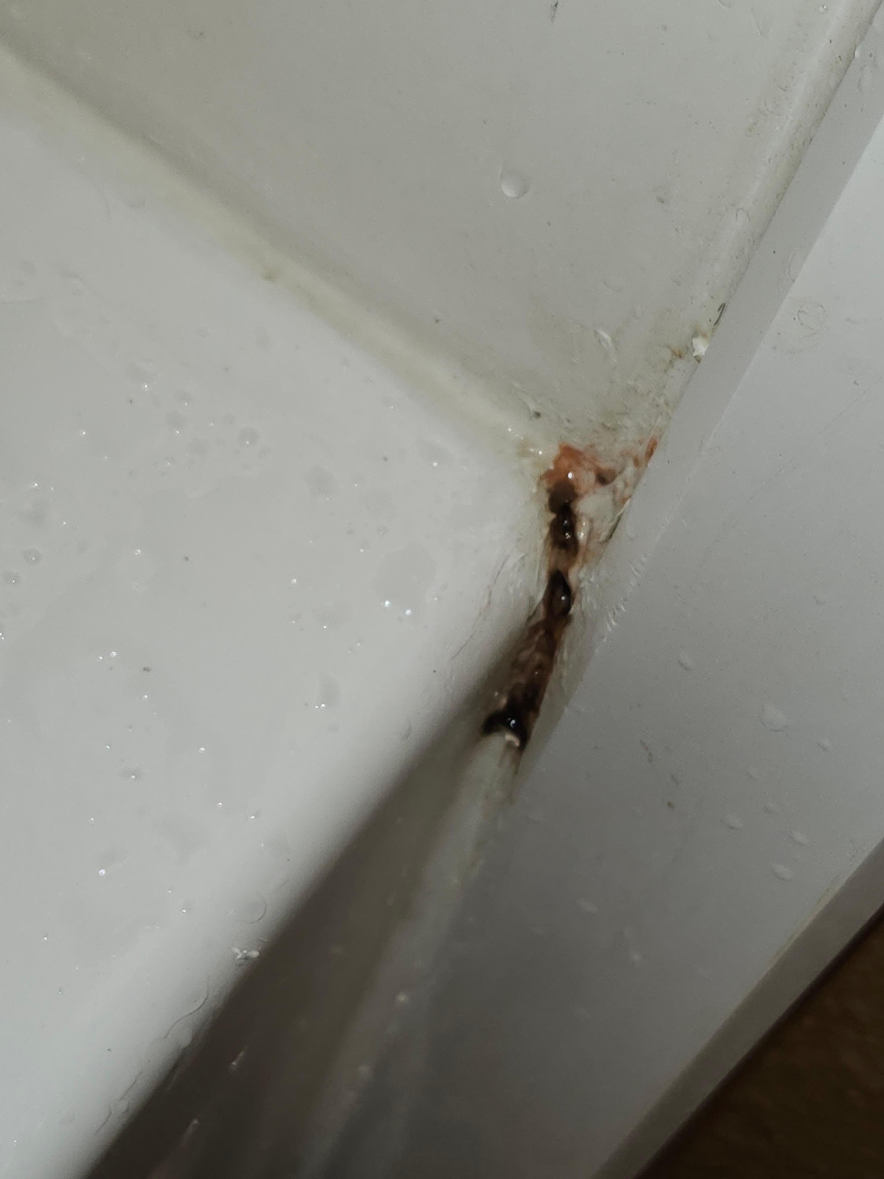 Black mold in bathtub corners.