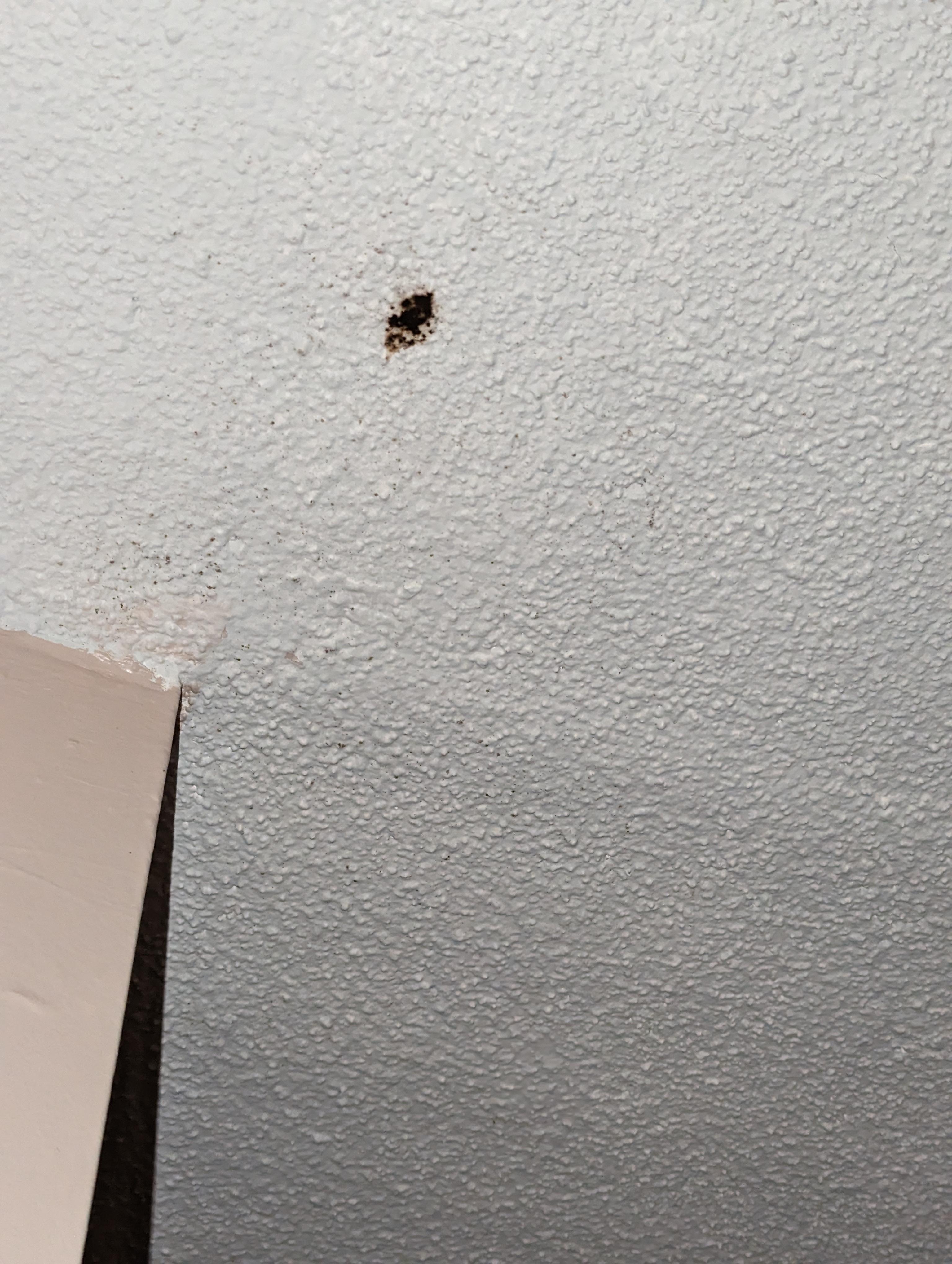 Chew tobacco spit on ceiling.