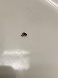 Roaches crawling around walls in room
