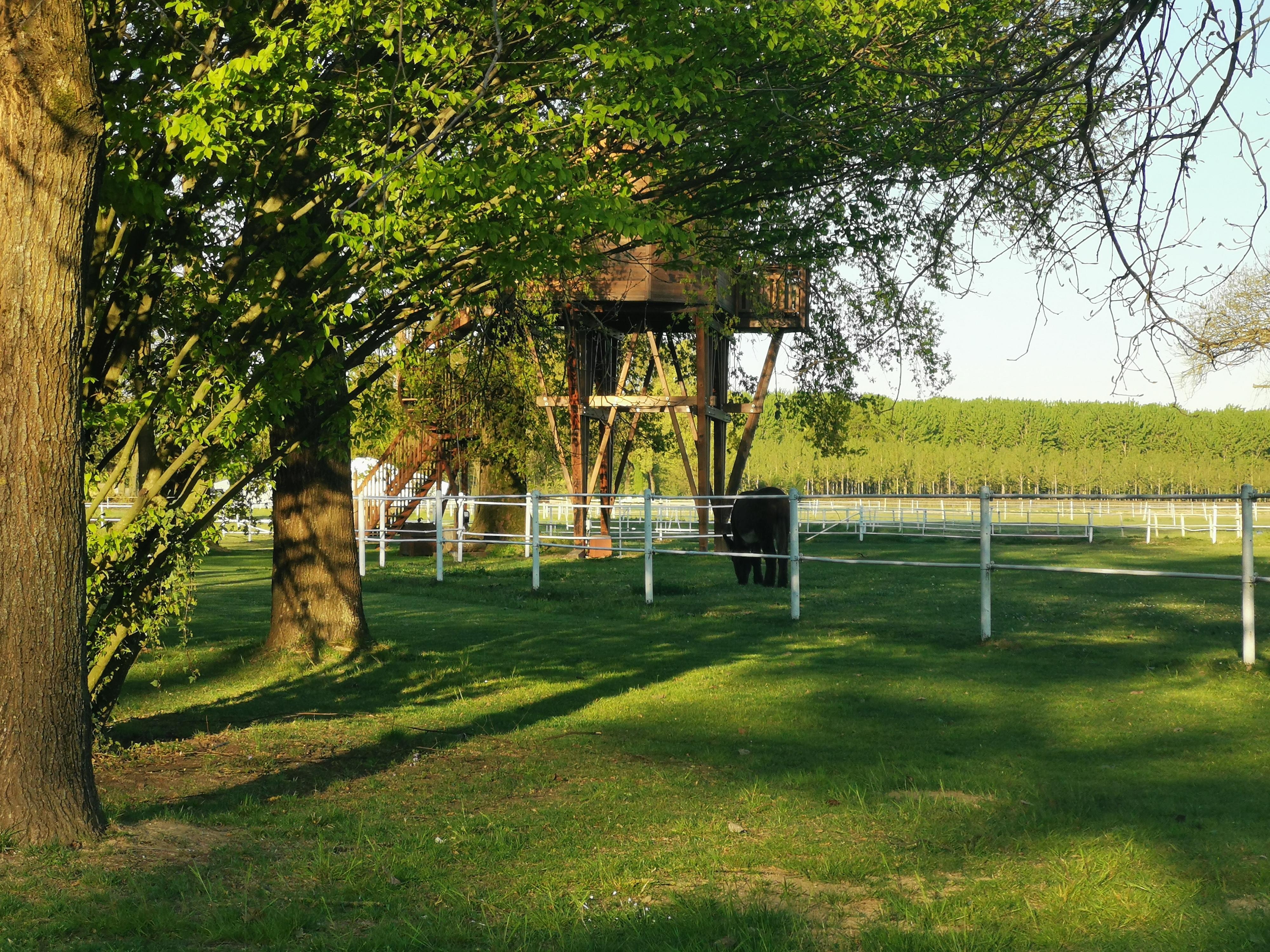 La suite sull'albero