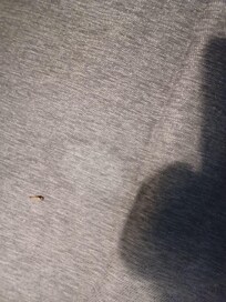 sofa stain