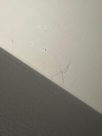 Spider webs