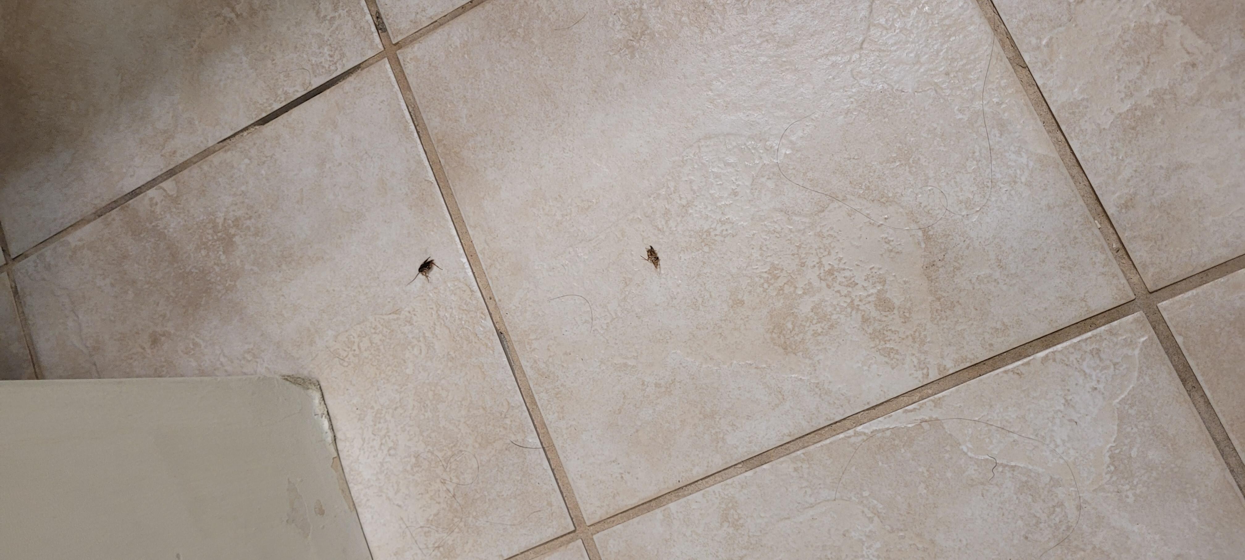 We found couple of roaches crawling in the room, you could tell they don't keep rooms very clean, just a quick go over. The carpets smelled like humidity. Wouldn't bring my family here, again.