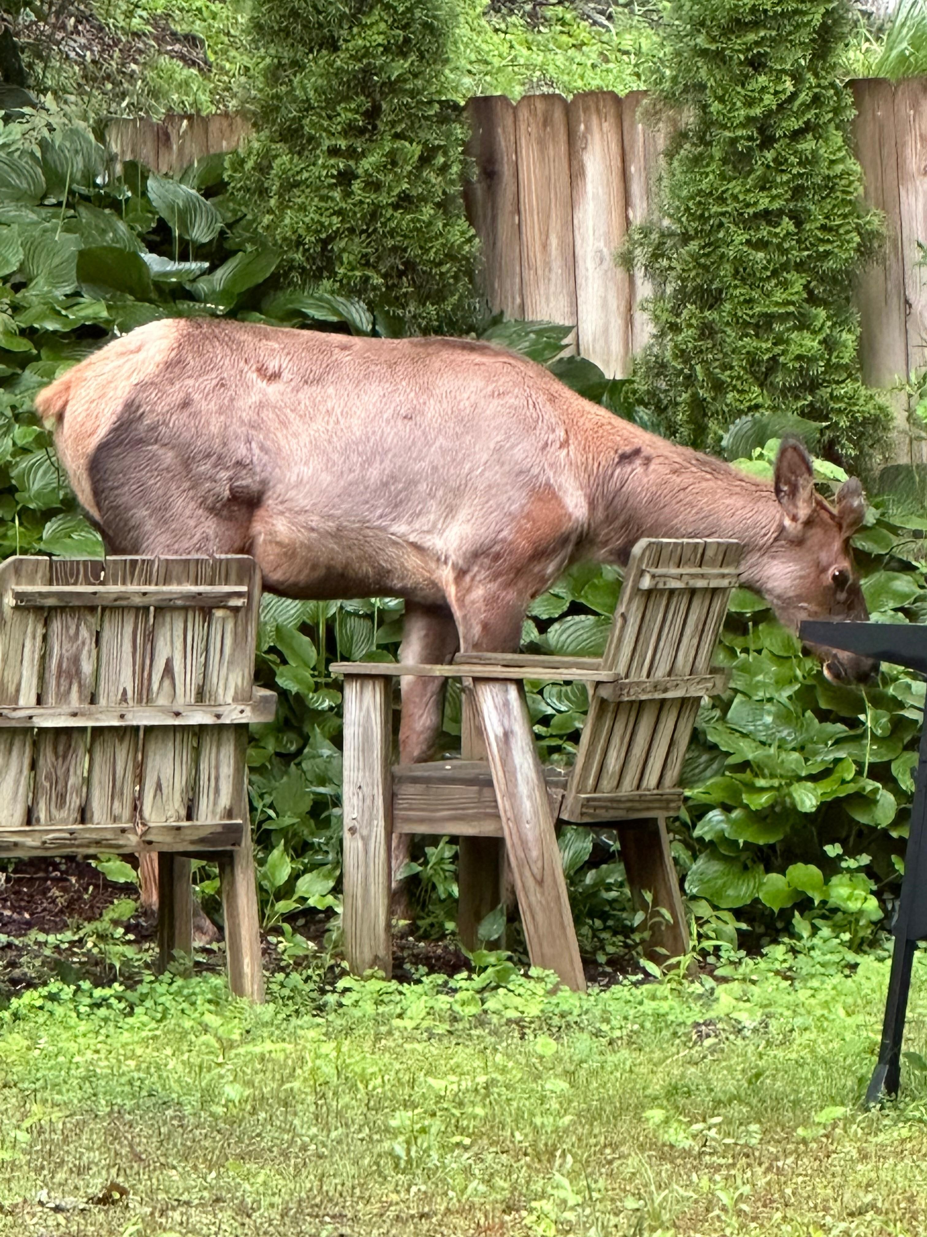 Elk in the back yard. 