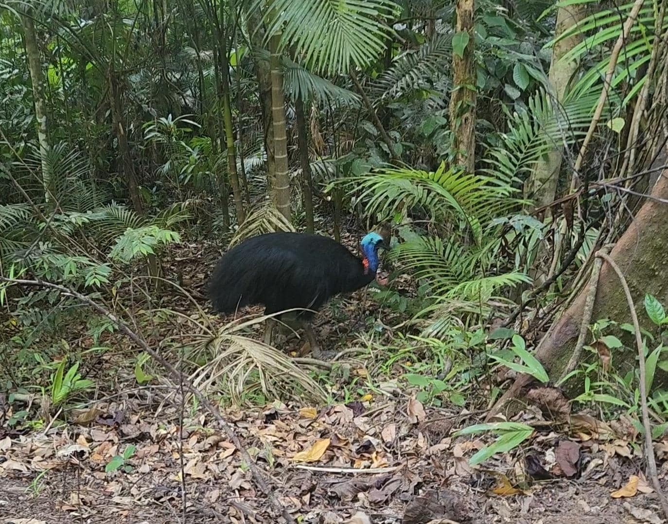This beautiful murder Turkey was just outside the house. There were 3 babies as well but I could only get blurry photos of the babies.