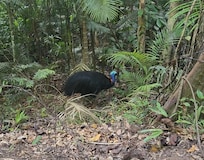 This beautiful murder Turkey was just outside the house. There were 3 babies as well but I could only get blurry photos of the babies.