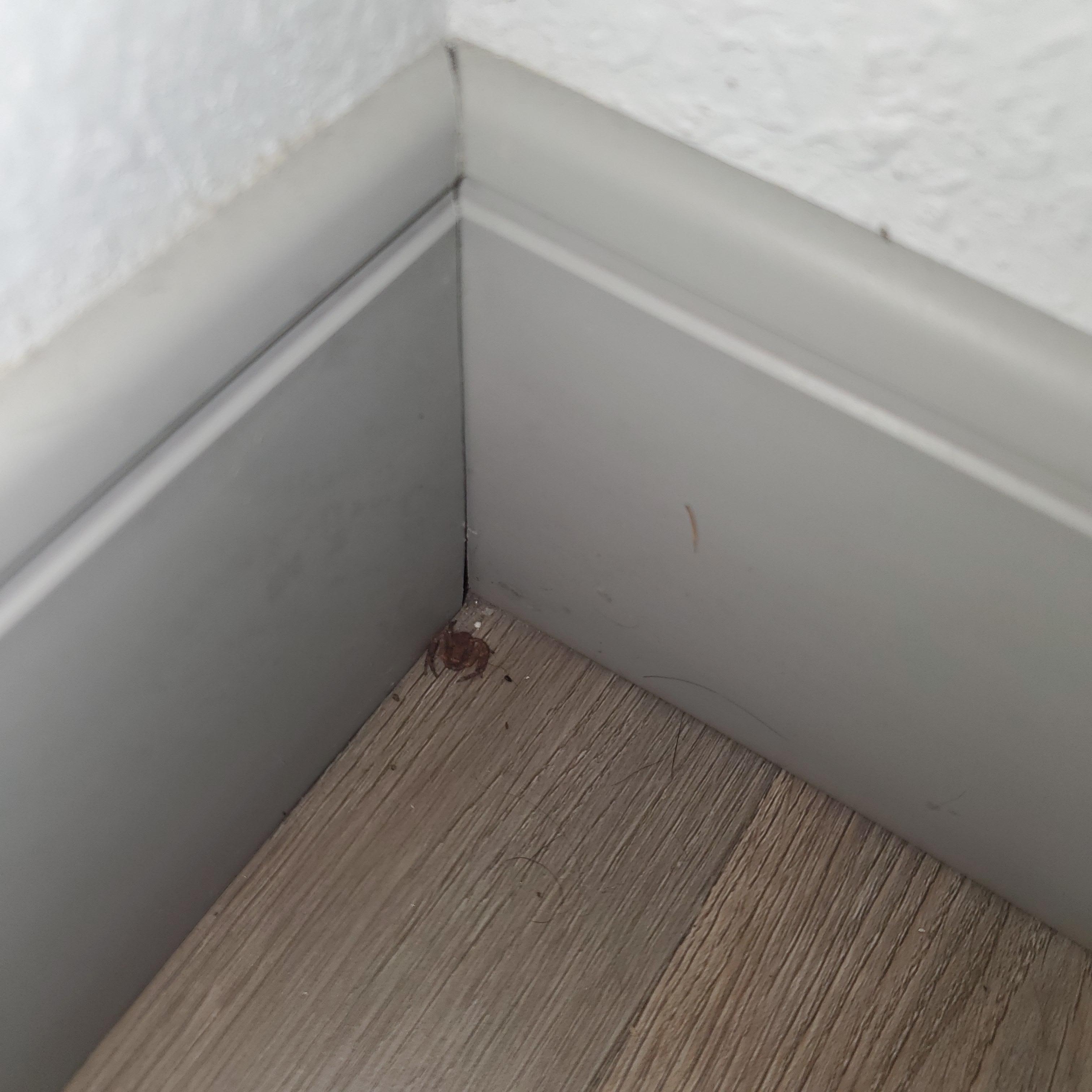 Live spider balled up in corner