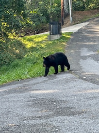Bears