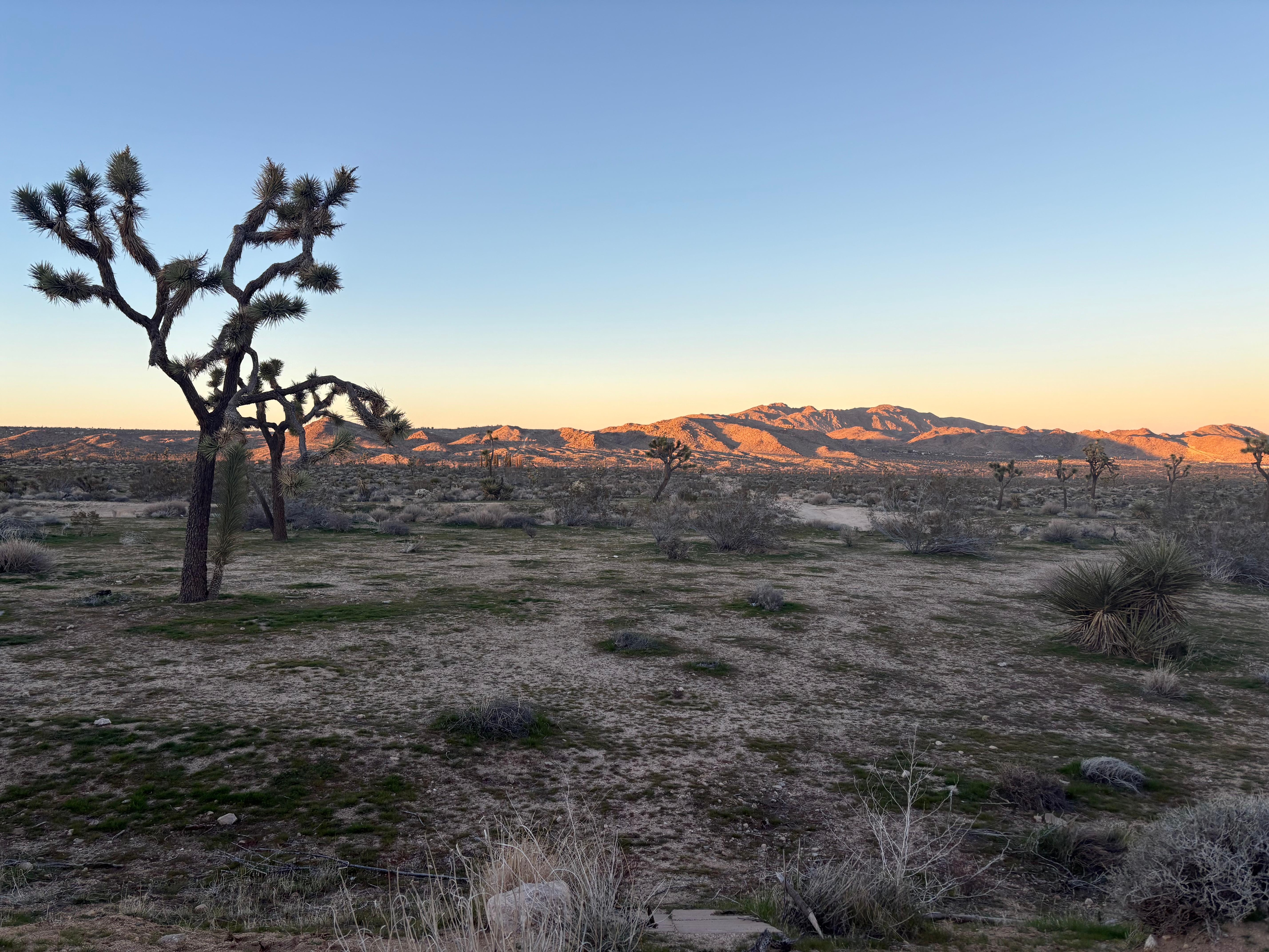 A view from the backyard as sunset is coming on.