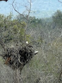 Bald eagles nest and their flight in and out was awesome.