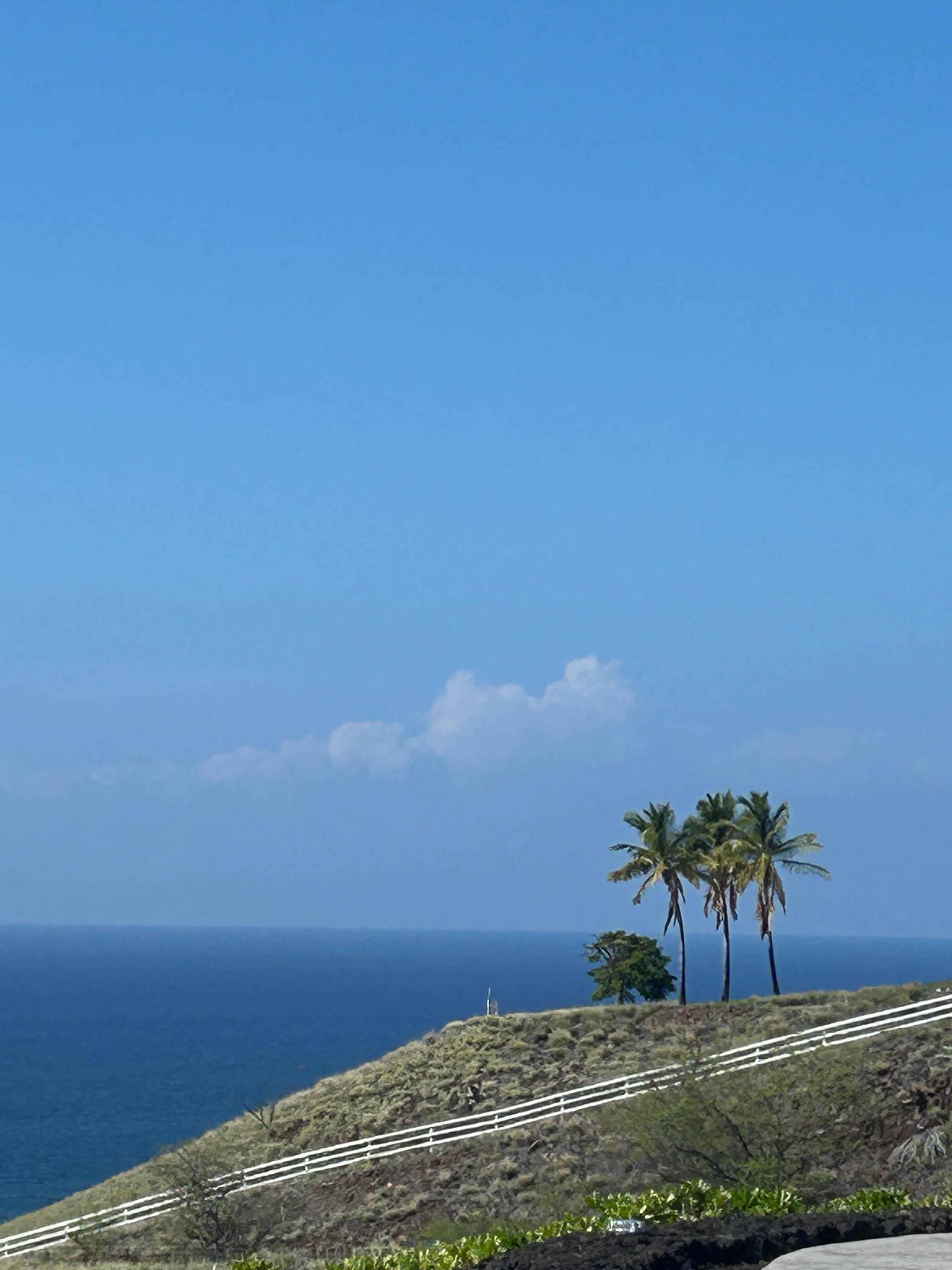 Spotted whales from decks and pool area. 