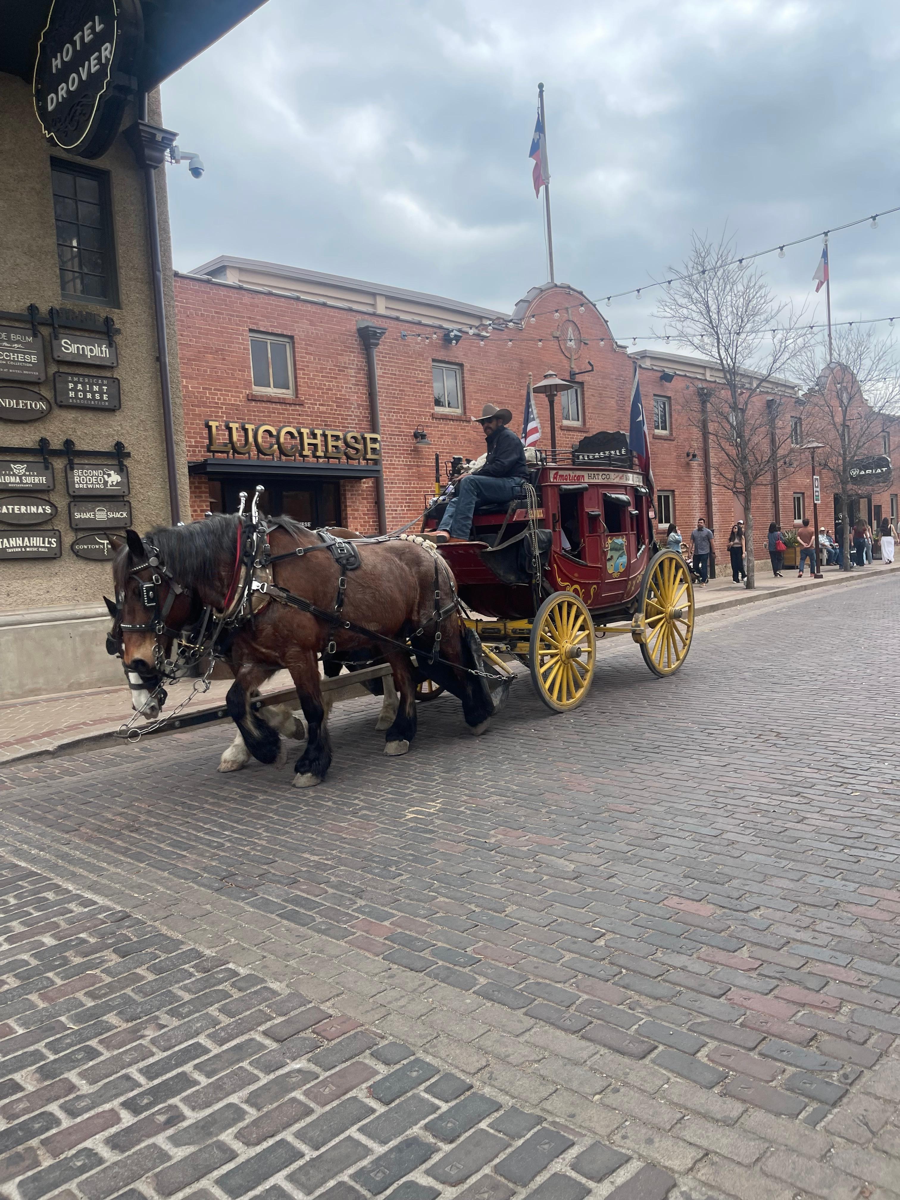 Cattle at Fort Worth Stockyards