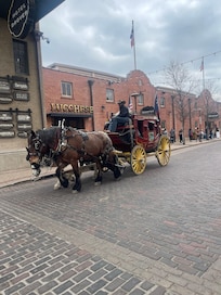 Cattle at Fort Worth Stockyards