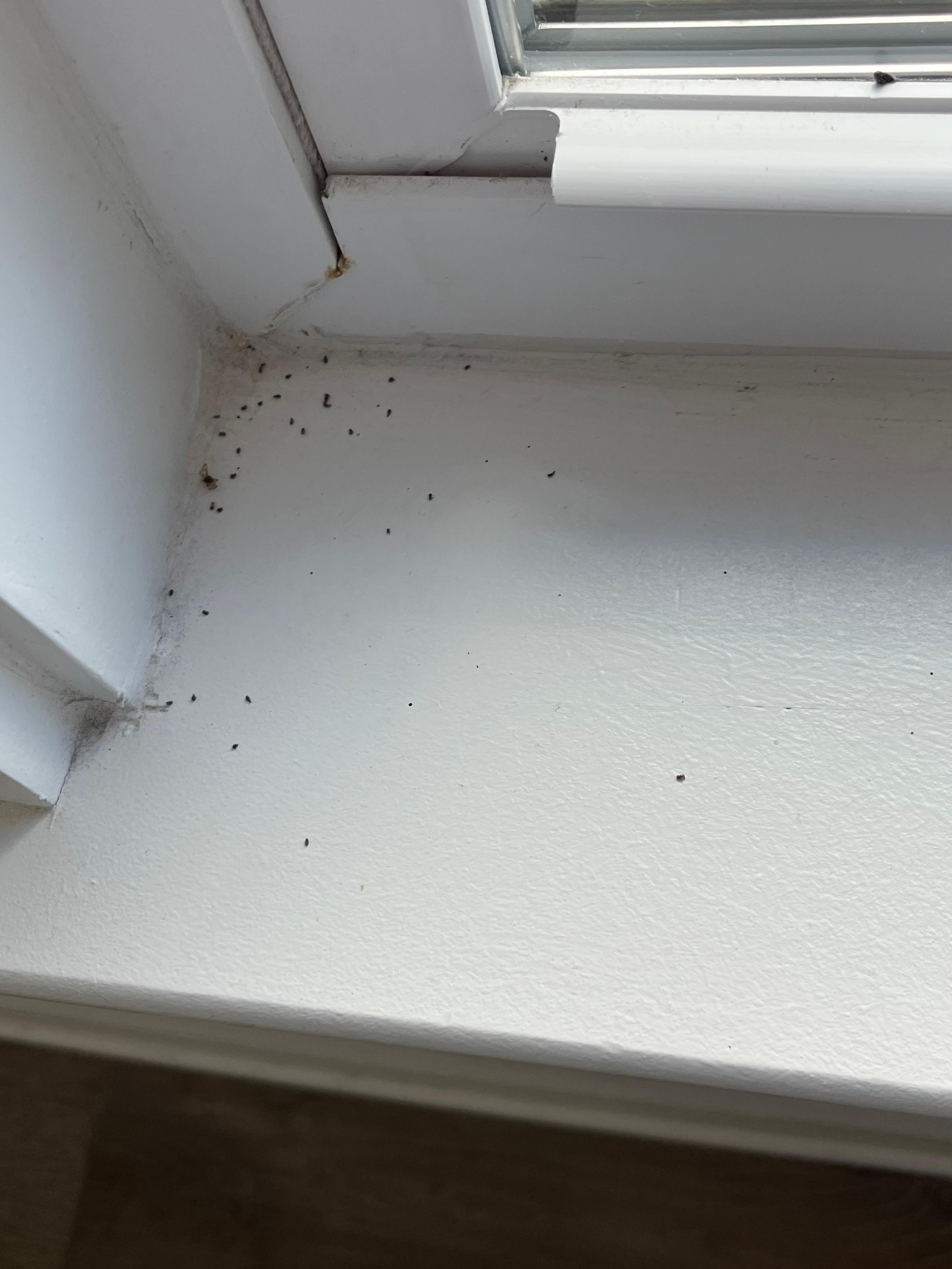 Spider feces on one of a few window sills 