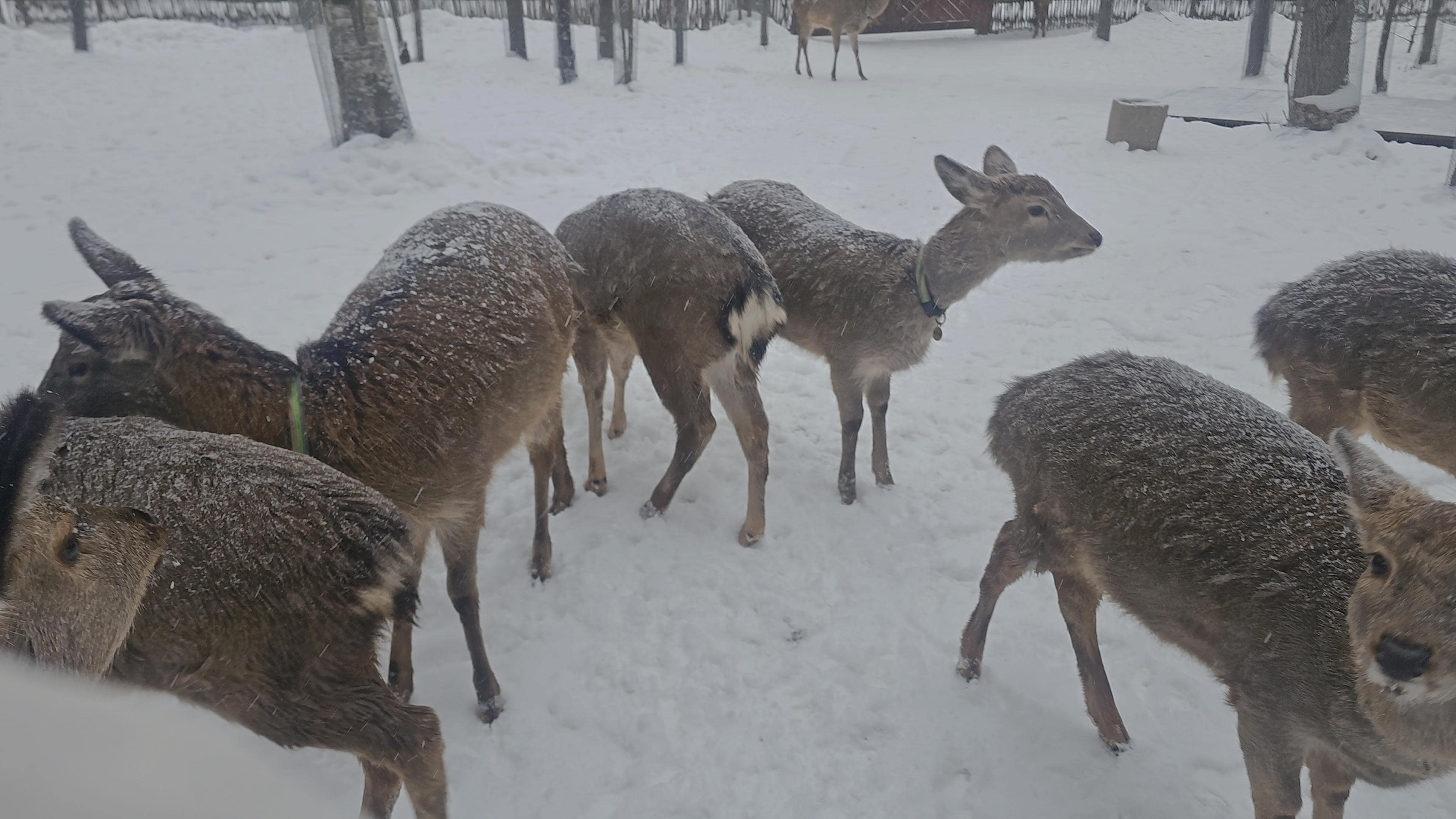 The animal area was nice and bigger than expected. 