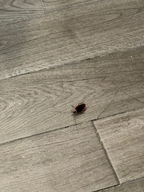 Cucaracha en el cuarto