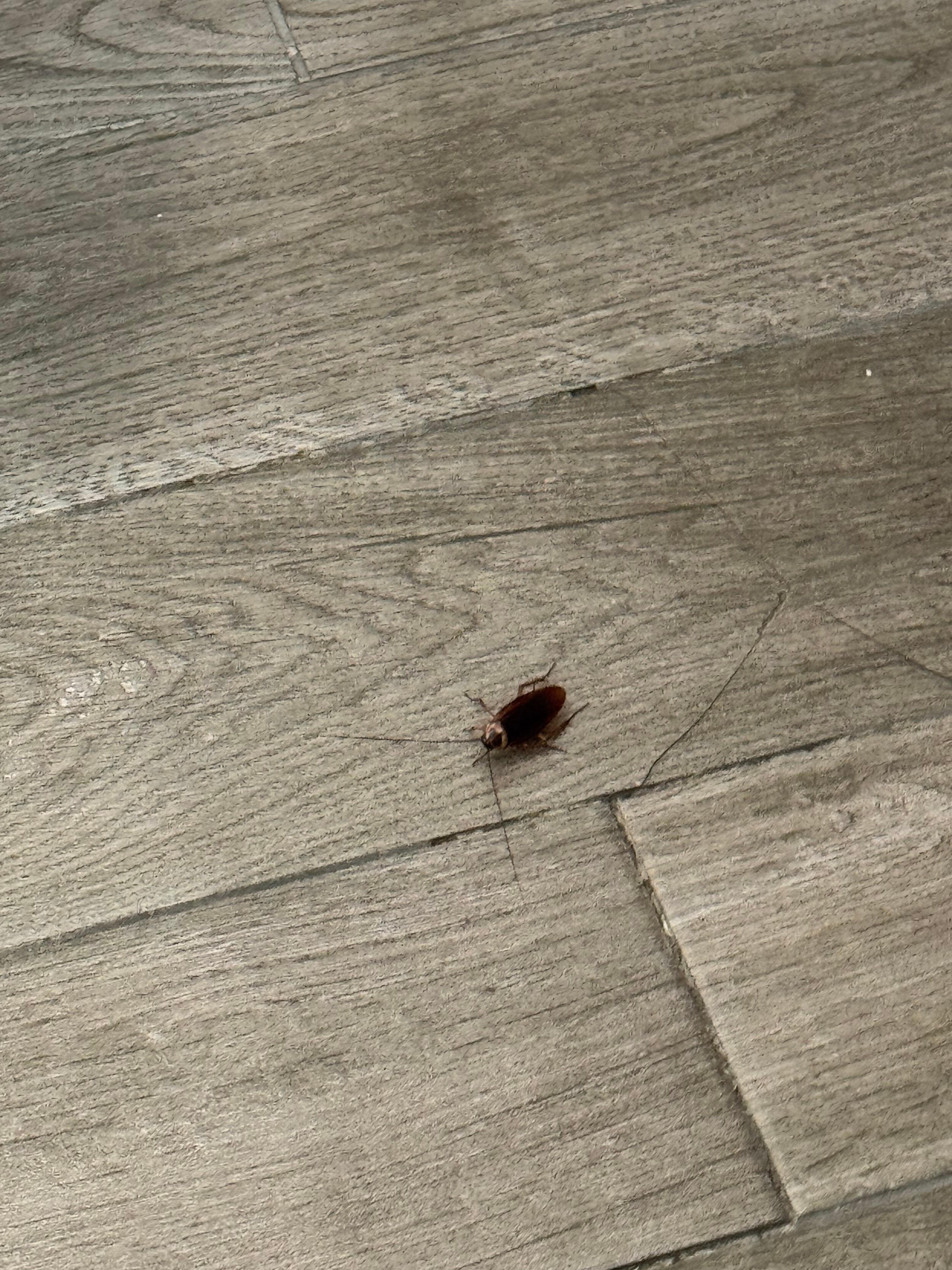 Cucaracha en el cuarto