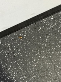 Wasps in fitness center