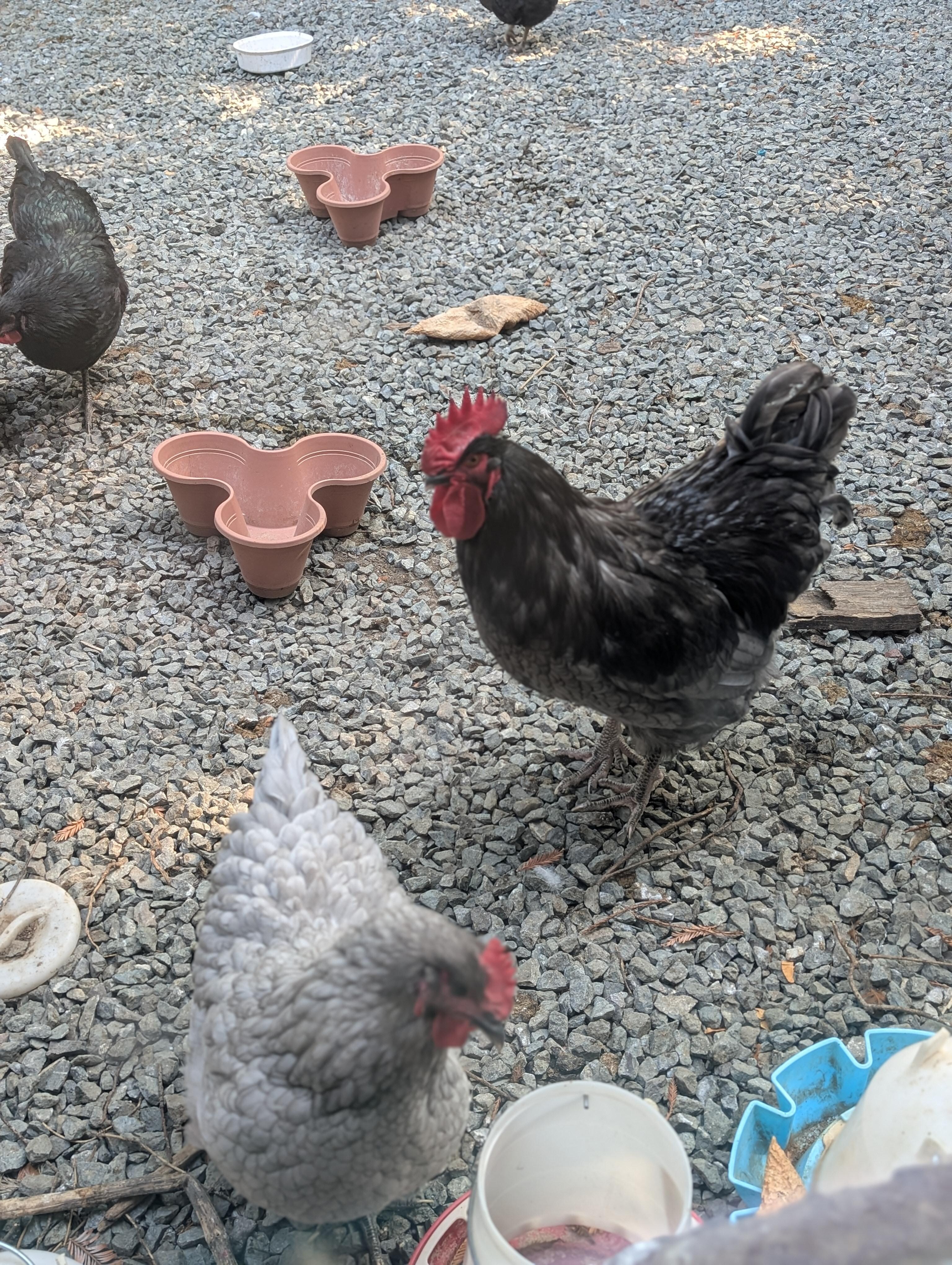 Chickens are ready for their breakfast