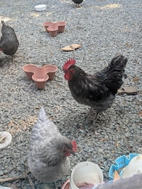Chickens are ready for their breakfast