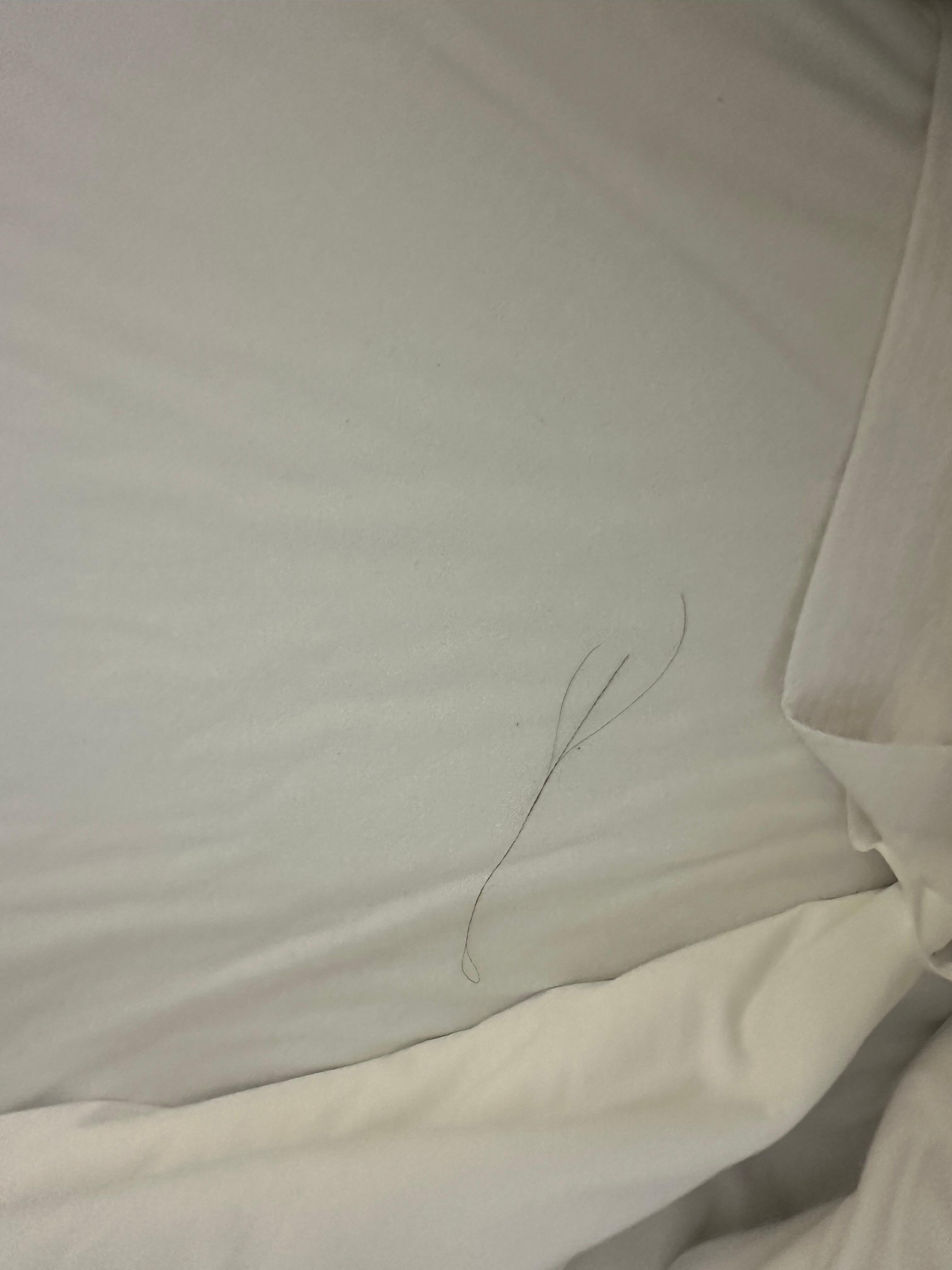 Hairs on the sheets 