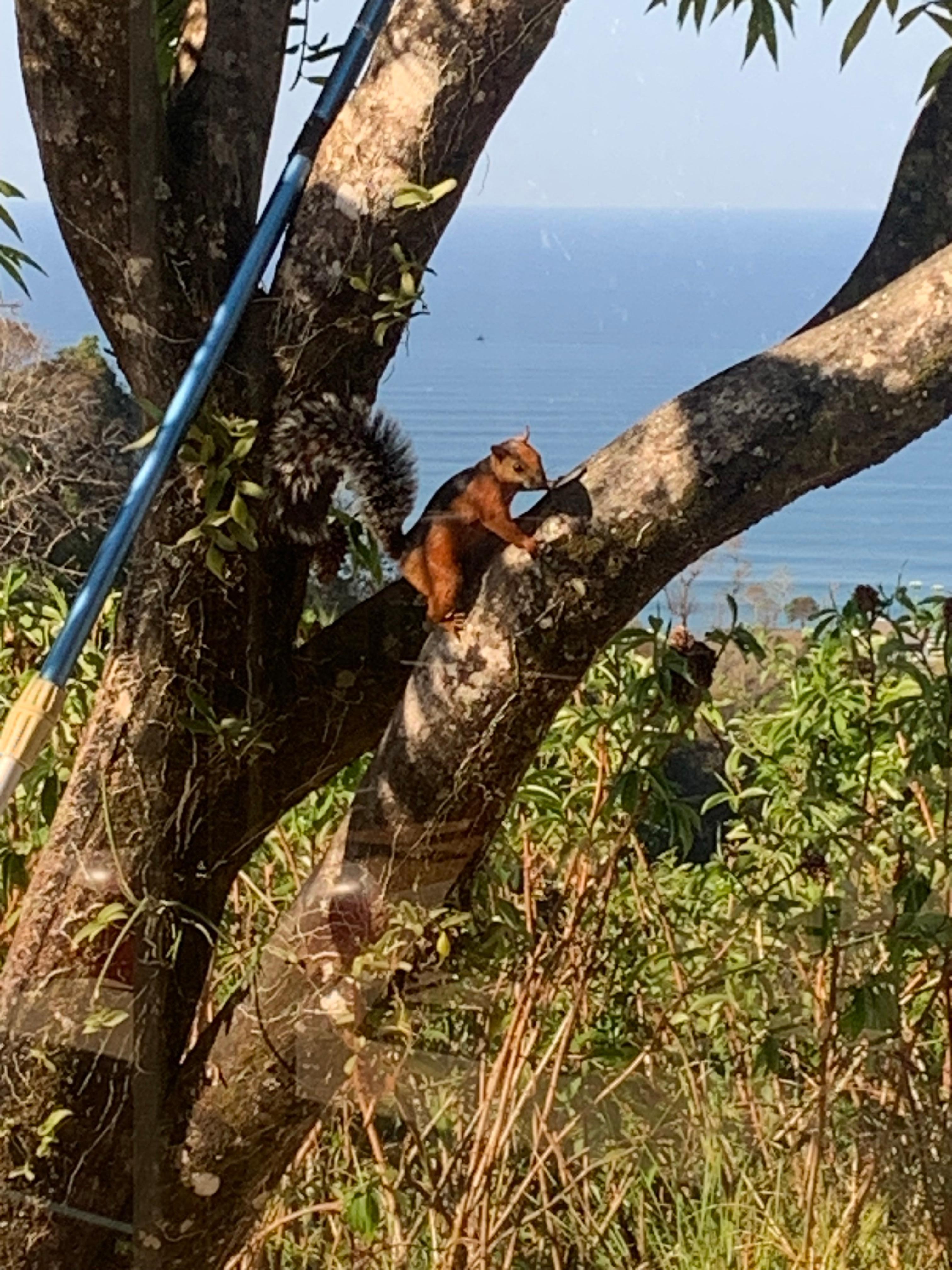 Our furry house host checked in on us all day. 
