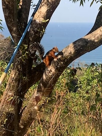 Our furry house host checked in on us all day.