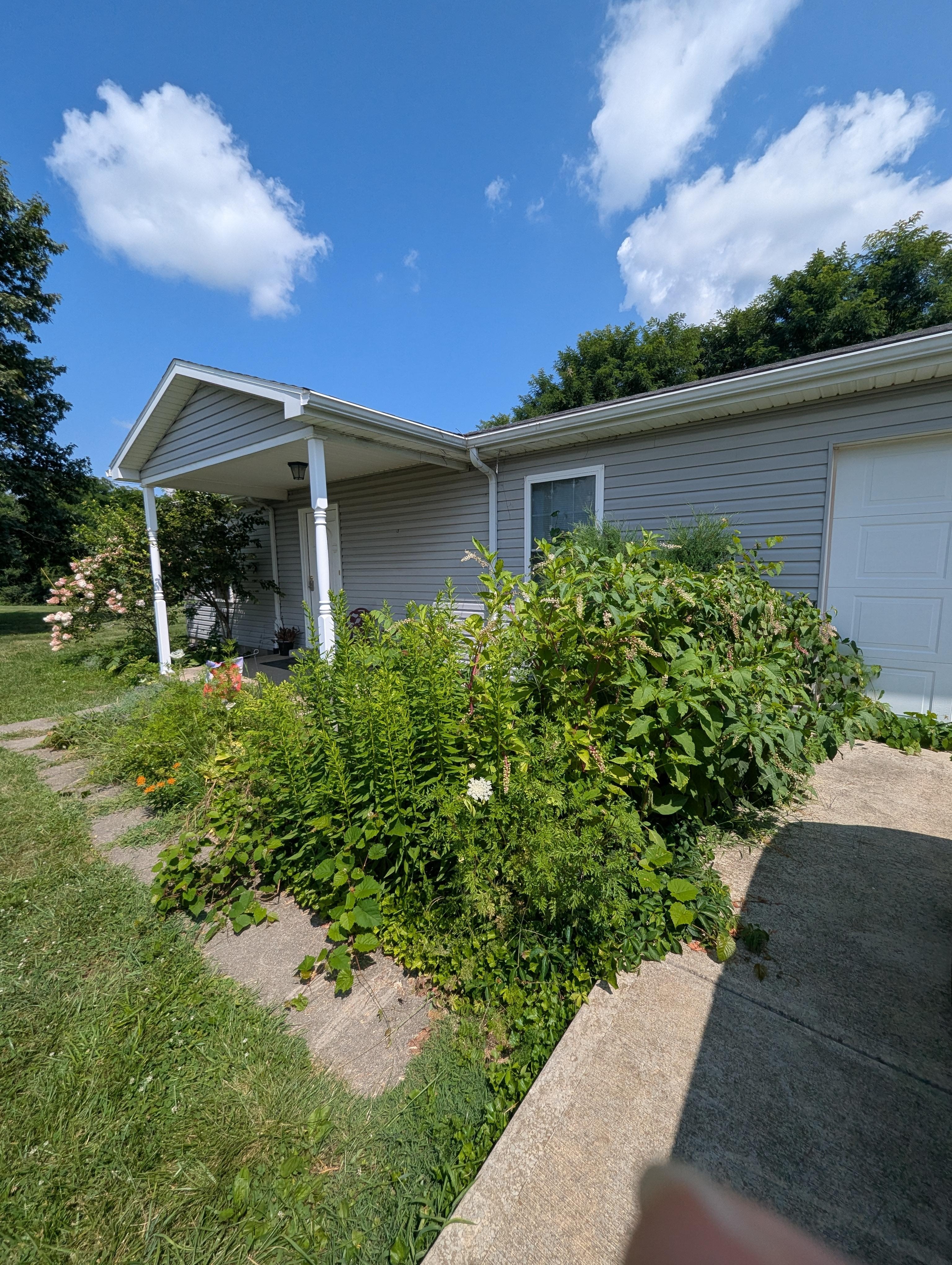 Poisonous hemlock and overgrown weeds