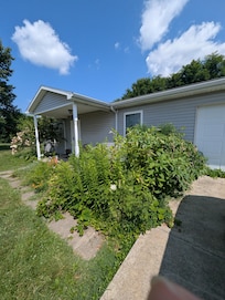Poisonous hemlock and overgrown weeds