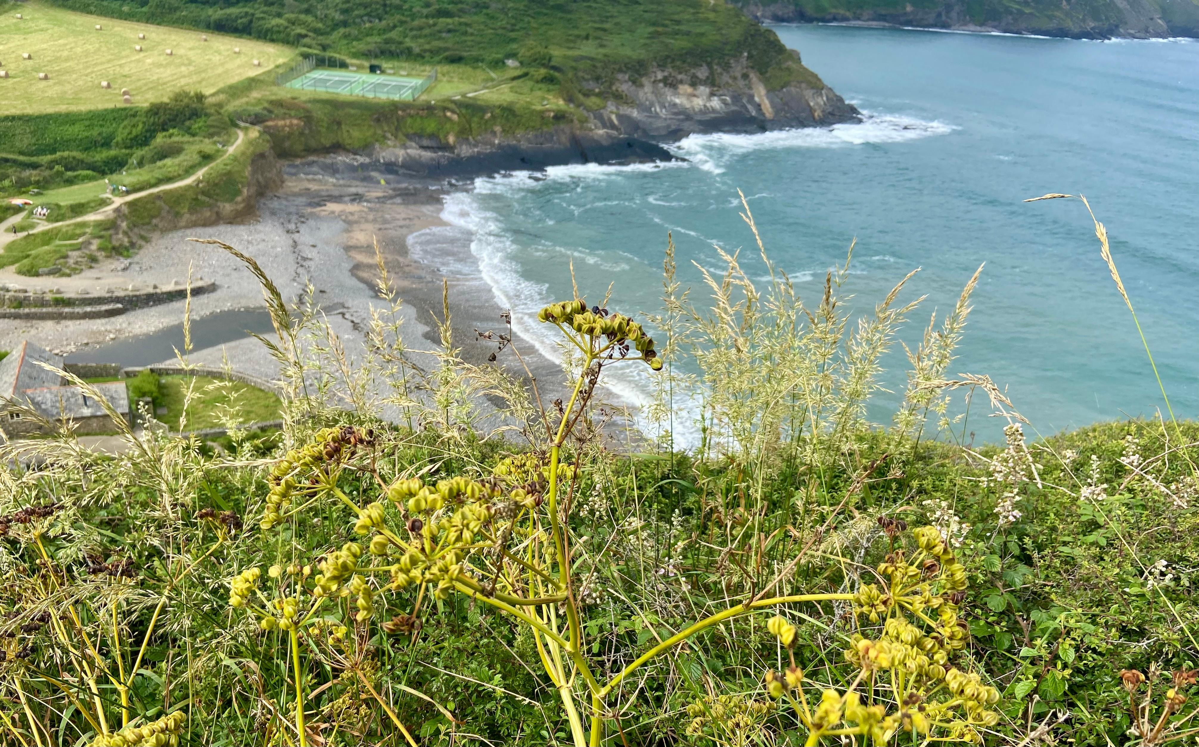 View of beach Crackington Haven 