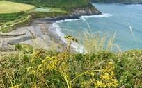 View of beach Crackington Haven