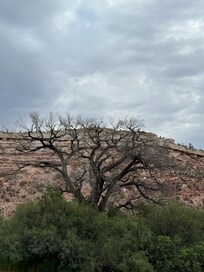 View in Dead Horse Ranch State Park. Beautiful local park!