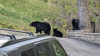 Resident bear family (lock your car doors!)