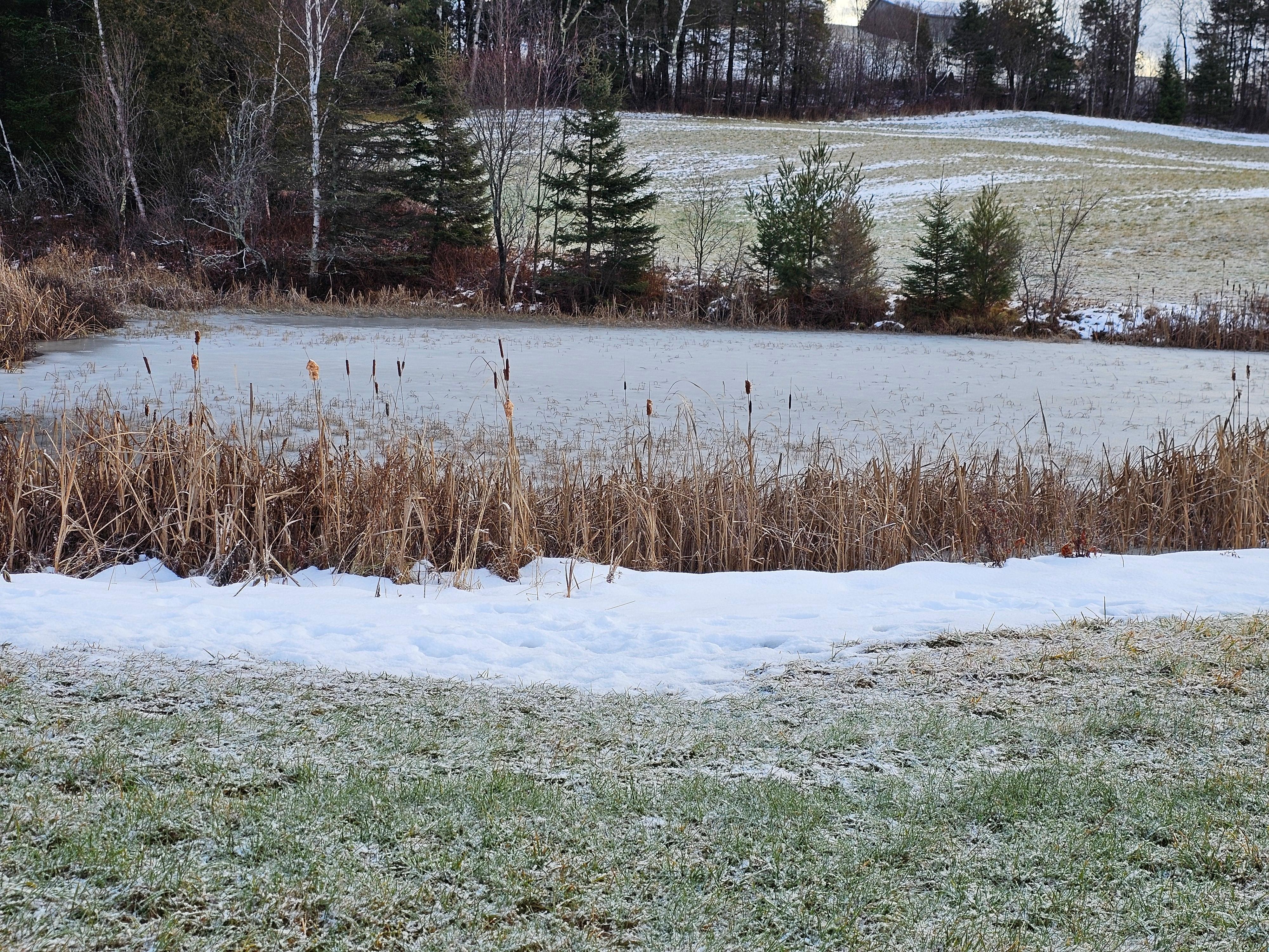 Cattails on the pond