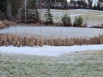 Cattails on the pond