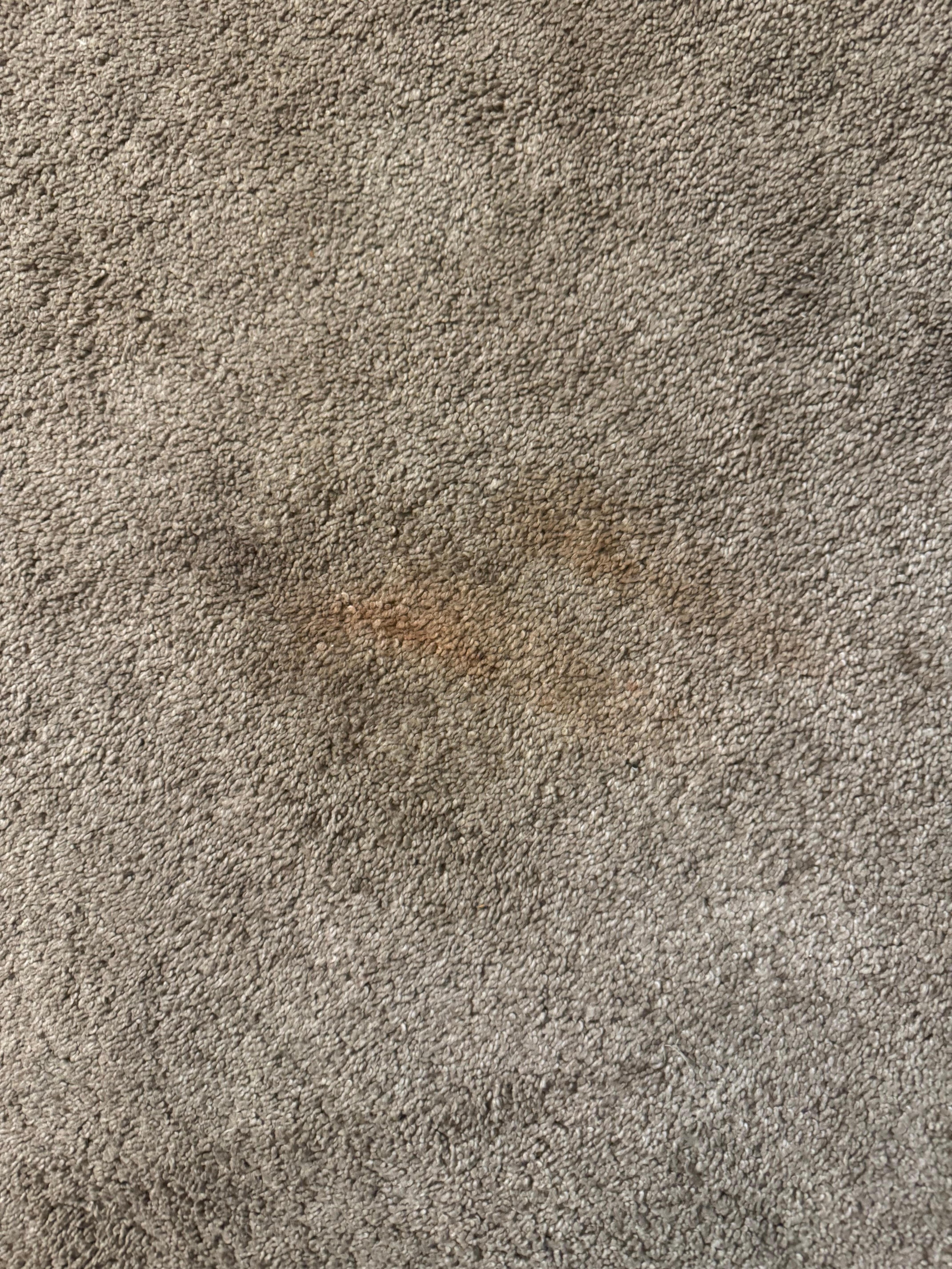 Stained carpet 