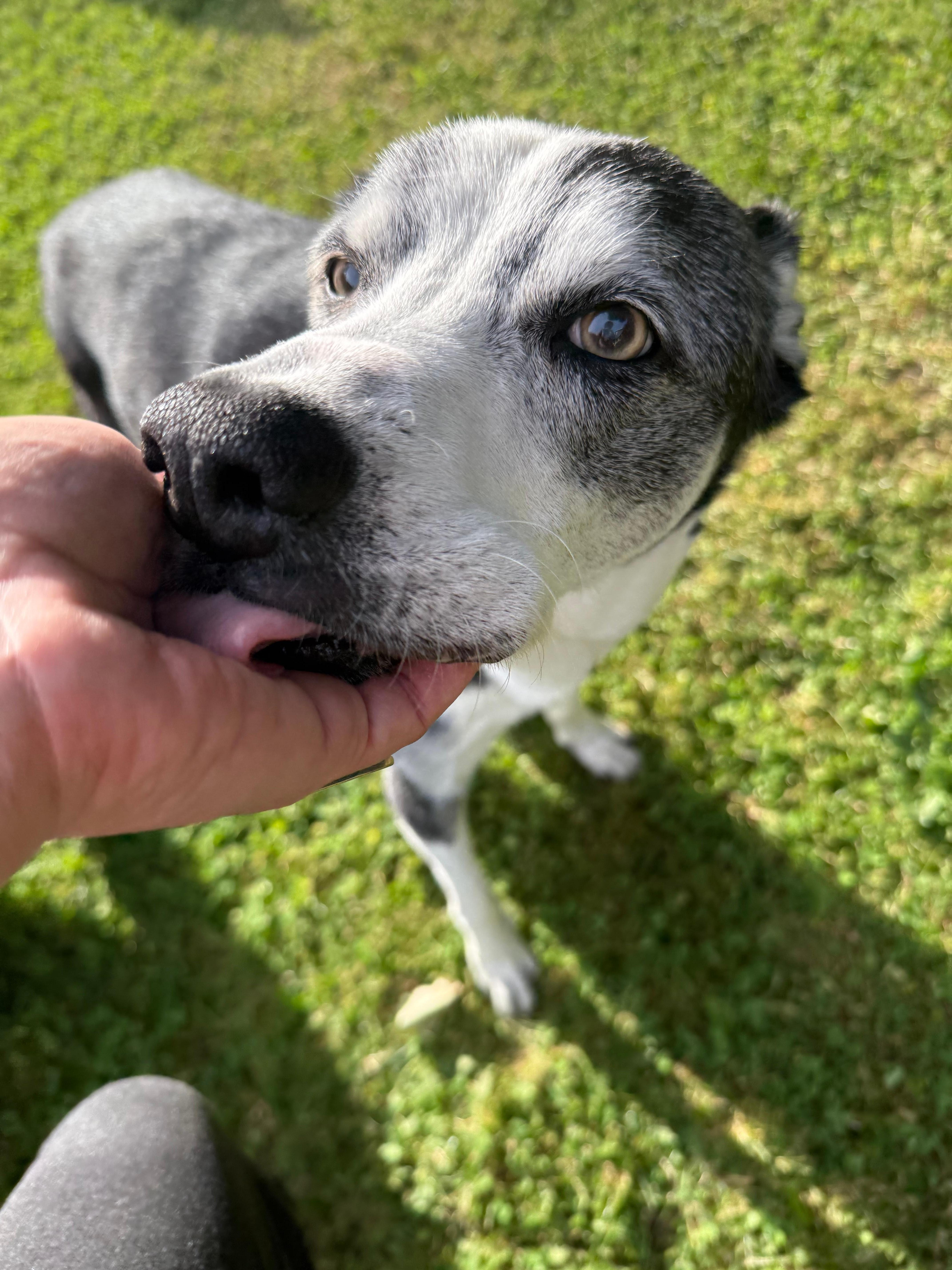 Sweet Scout 