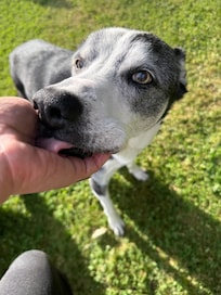 Sweet Scout