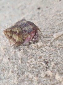 Beach dweller