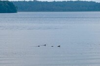 The loon family sung to us every day!