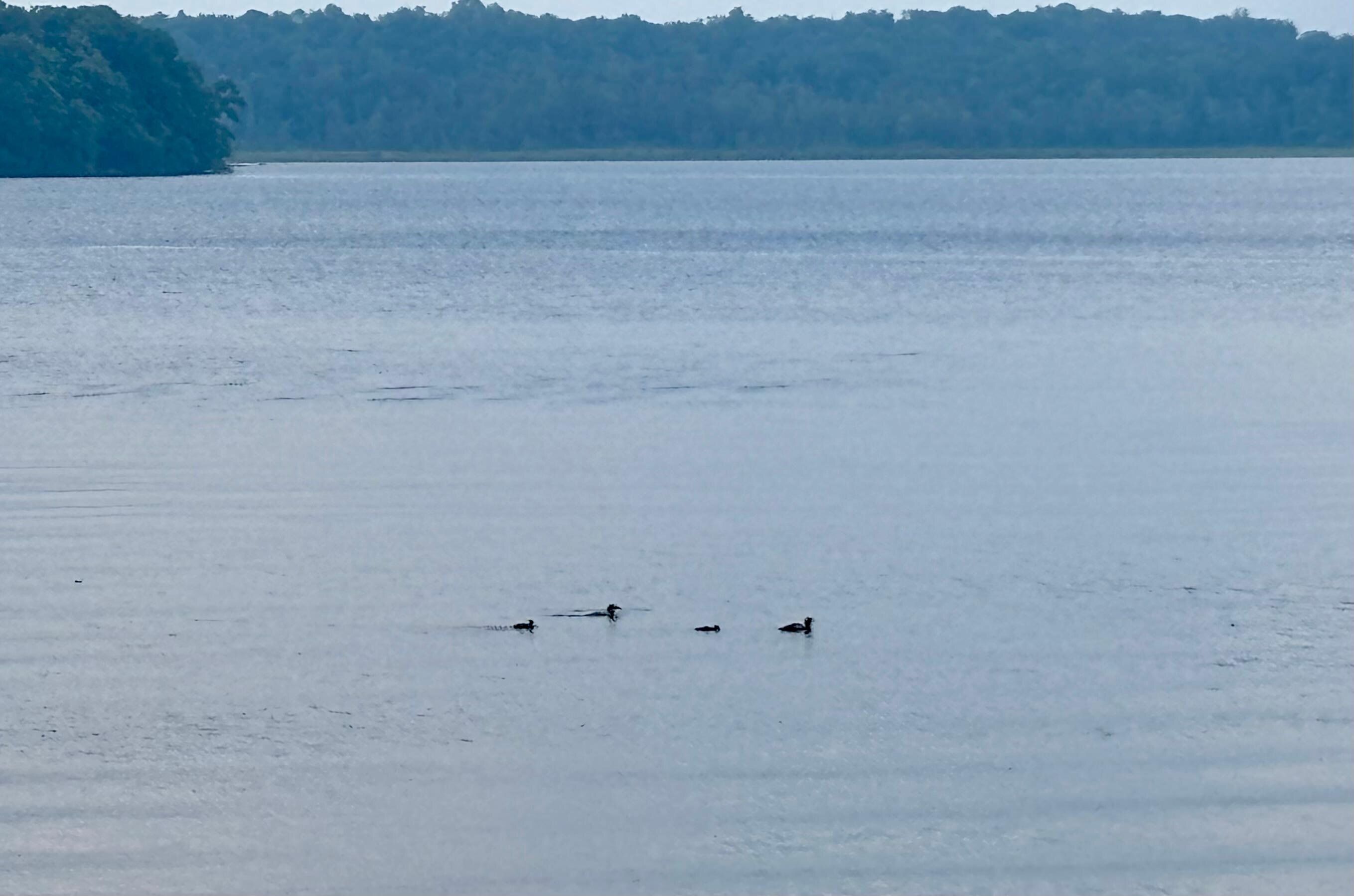 The loon family sung to us every day!