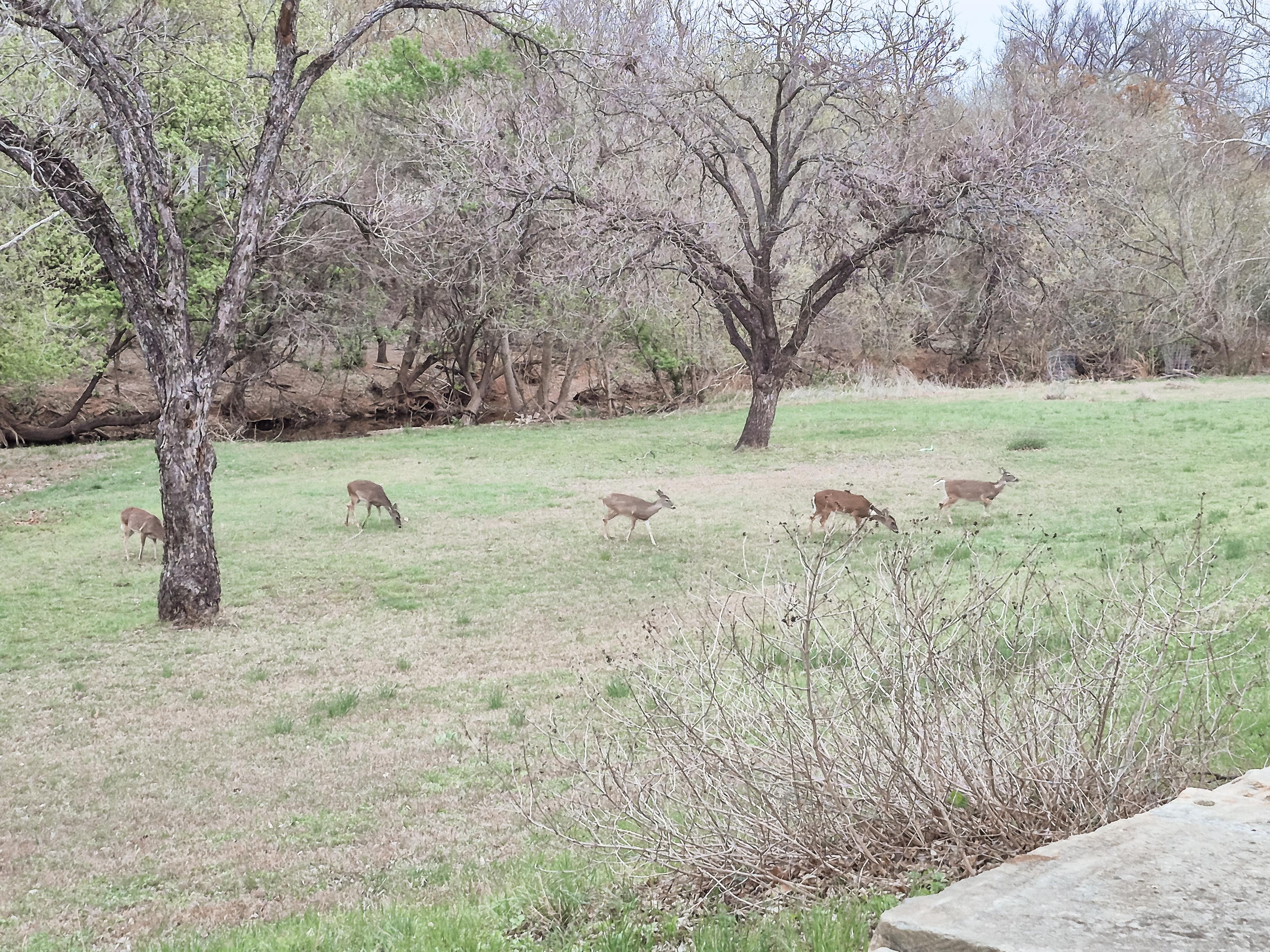 Deer running through morning and evening. So many of them!